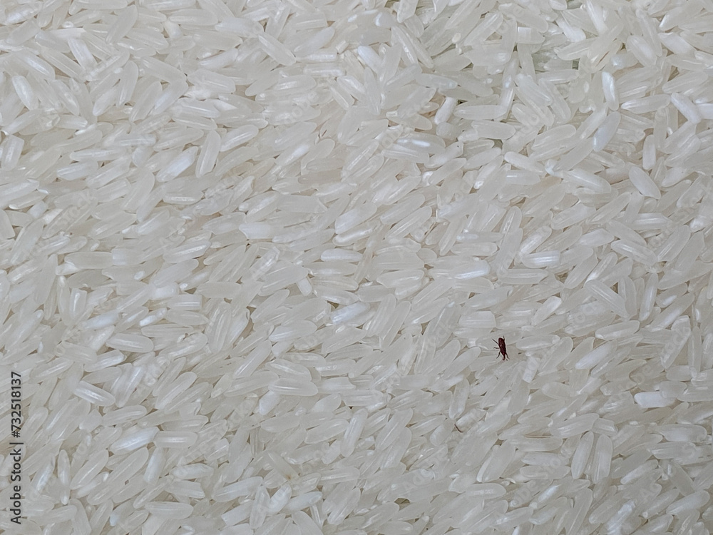 The rice weevil or Sitophilus oryzae on the uncooked rice The rice weevil or Sitophilus oryzae on the uncooked rice