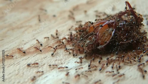 Fire ant colonies feed on insects