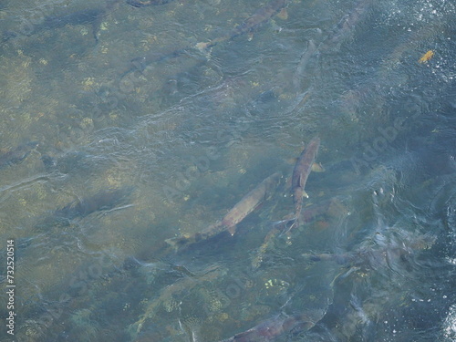 千歳川を遡上する鮭 © tawa--mana