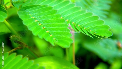 Fresh green Mimosa pudica leaves or shy princess leaves photo