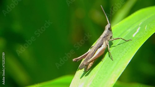 Brown rice grasshoppers bask in the sun photo
