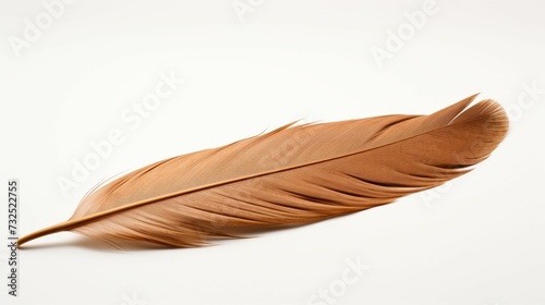 Brown Feather on White Background