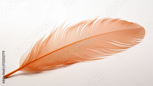 Single Feather on White Background