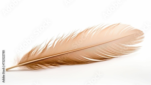 Feather on White Background