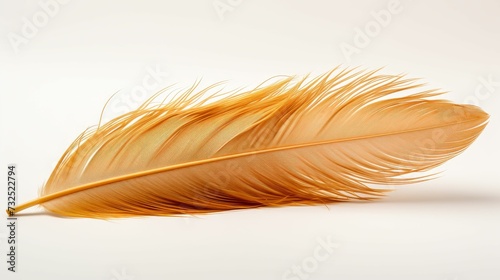 Single Feather on White Background