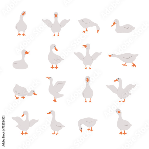 Set of cute gooses. Domestic and wild ducks on white background. Agriculture birds on farm. Rural wildlife. Funny hand drawn print. Vector illustration in flat cartoon style.