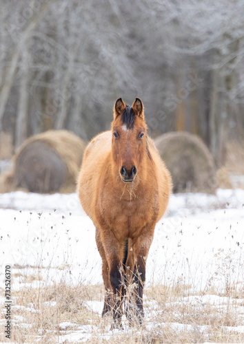 Brown horse standing in a meadow on Wolfe Island, Ontario, Canada