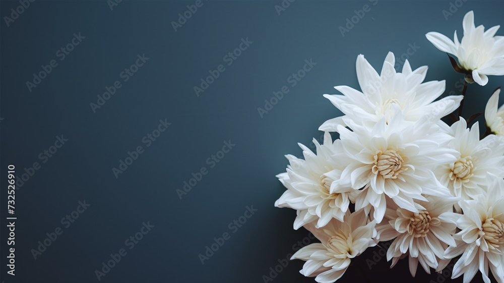 White chrysanthemum on a dark blue background. Place for text. - obrazy, fototapety, plakaty 