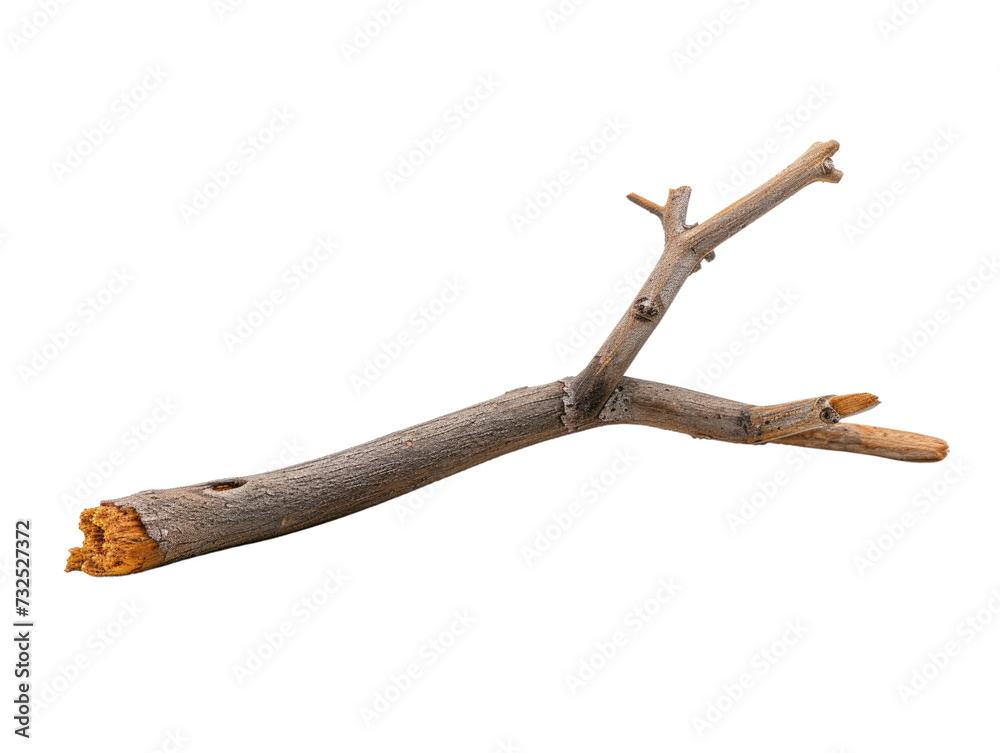 dried branch isolated on transparent background dried branch isolated on transparent background
