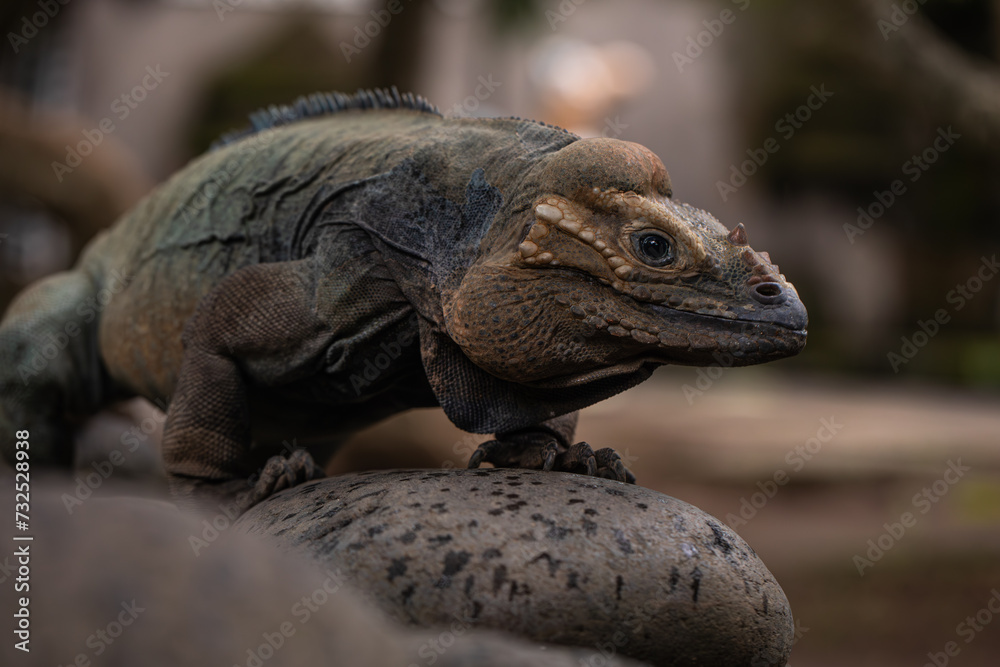 Portrait of Rhinoceros iguana. Cyclura cornuta. Portrait of Rhinoceros iguana. Cyclura cornuta.