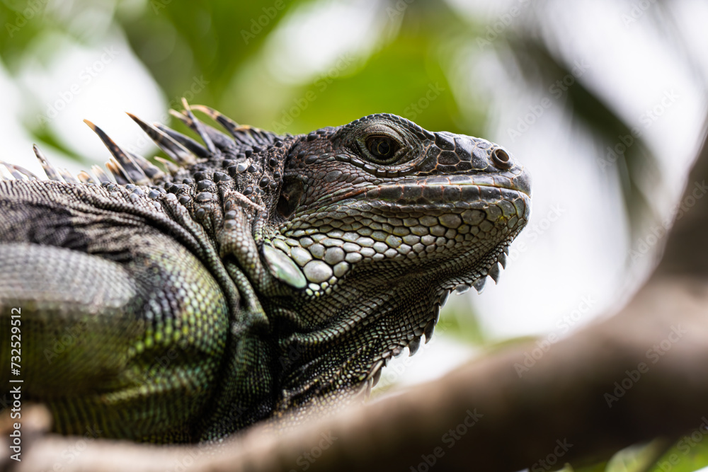 Obraz premium iguana sitting on a branch, reptile, exotic animals, tropical reptiles