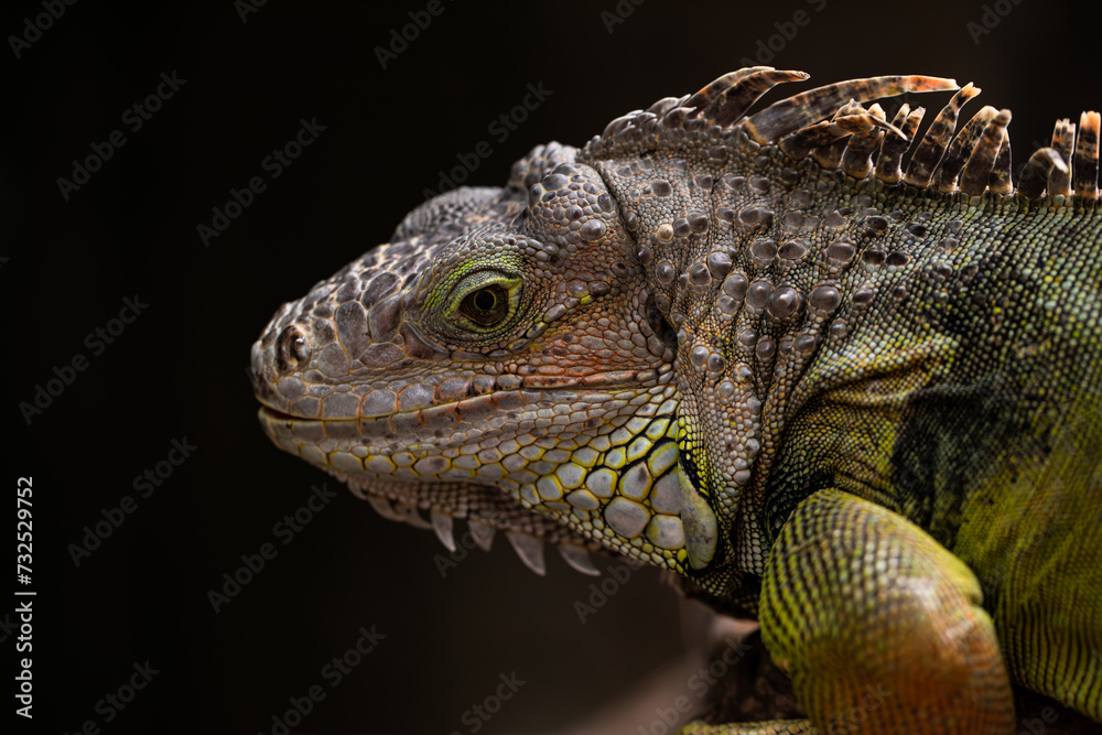 Fototapeta premium iguana sitting on a branch, reptile, exotic animals, tropical reptiles