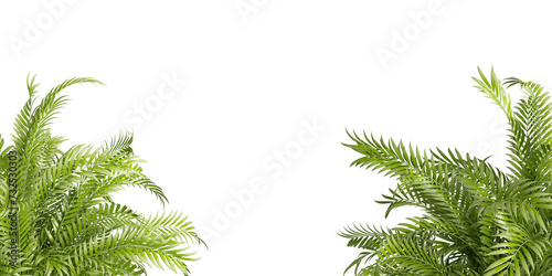 Close up palm leafisolated on white