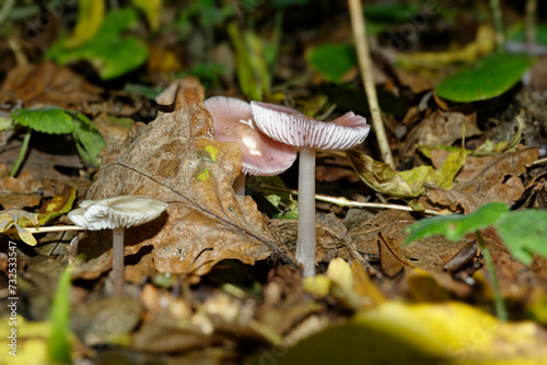 mushrooms in the forest