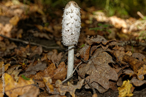 mushroom in the forest