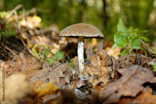 mushrooms in the forest
