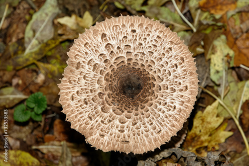 mushroom in the forest