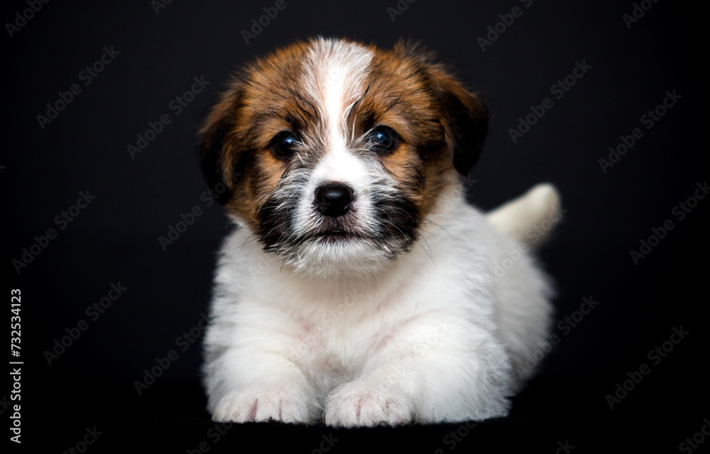 small puppy lies on a black background small puppy lies on a black background