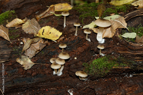 mushrooms in the forest