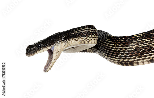 Bild auf Leinwand head shot of a Black rat snake aka Pantherophis obsoletus