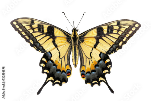 Majestic Western Swallowtail on Transparent Background, PNG,