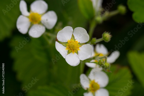 White wild strawberry flowers and green leaves, summer floral background.