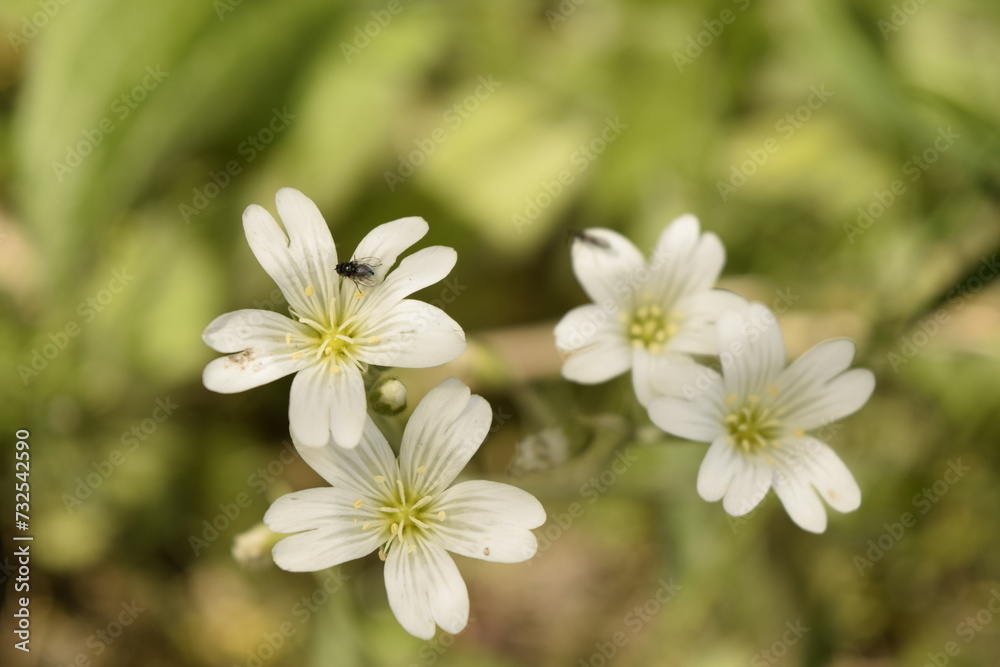 Flowers Flowers