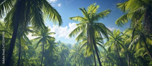 A stunning natural landscape of a lush green tropical forest with palm trees under a bright blue sky, illuminated by sunlight.