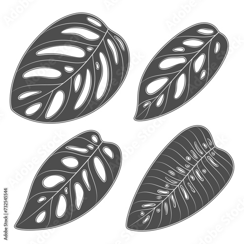 Set of black and white illustrations with monstera creeper plant leaves. Isolated vector objects on white background.