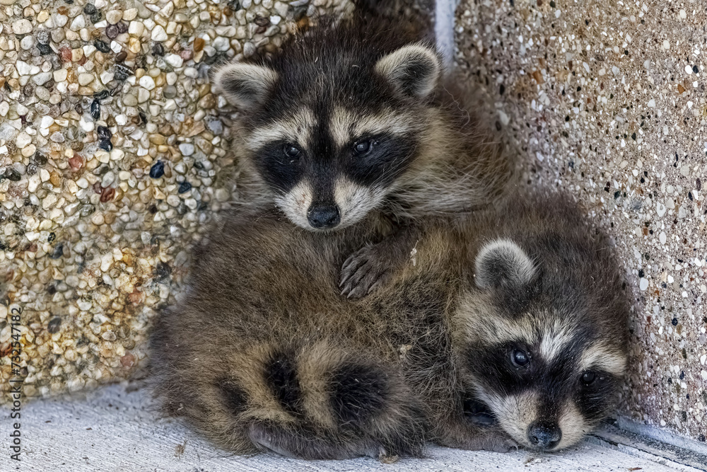 Raccoon (Procyon lotor). Two small, abandoned and frightened baby raccoons