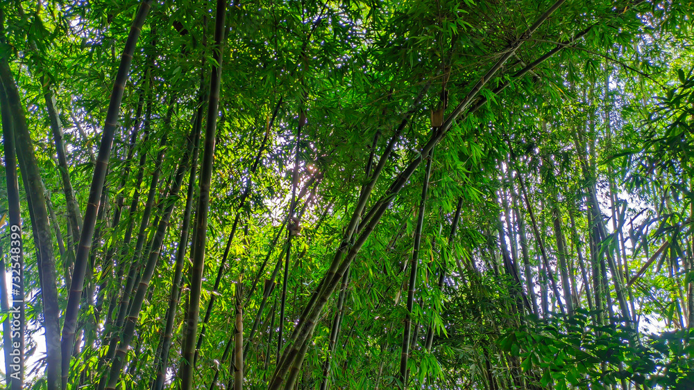 Lush green bamboo tree forest in Indonesia Lush green bamboo tree forest in Indonesia