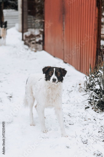 A black and white fluffy hungry homeless dirty rural mongrel dog stands in the snow in the cold in winter, waiting for food from people. Animal photography, outdoor portrait.