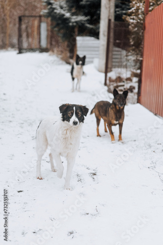 Fototapeta Naklejka Na Ścianę i Meble -  A pack of hungry homeless rural mongrel dogs stand in the snow in winter, waiting for food from people. Animal photography.