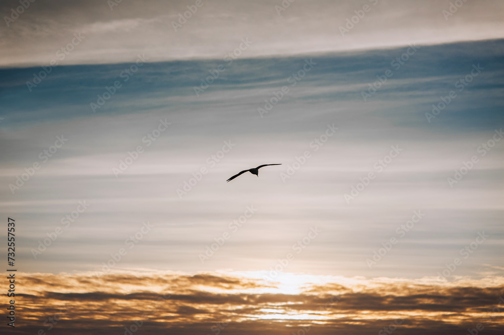 Beautiful lonely seagull, wild bird flies high soaring in the sky with clouds over the sea, ocean at sunset. Photograph of an animal, evening landscape, beauty of nature, silhouette.