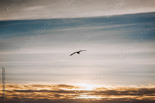 Beautiful lonely seagull, wild bird flies high soaring in the sky with clouds over the sea, ocean at sunset. Photograph of an animal, evening landscape, beauty of nature, silhouette. © shchus