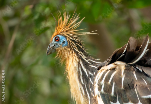 Hoatzin (Opisthocomus hoazin), Santa Rosa de Yacuma Protected Park, Rurrenabaque, Beni, Bolivia photo