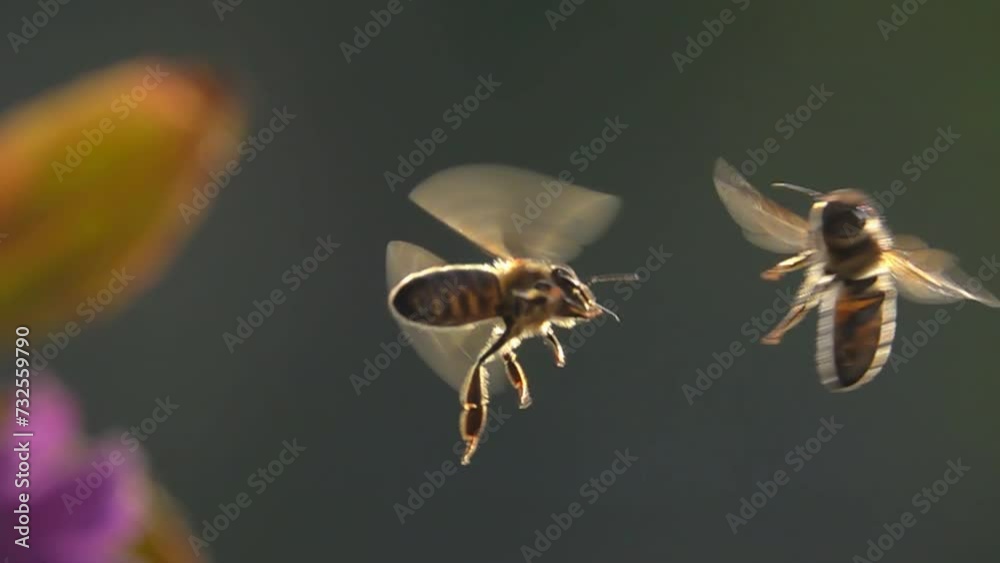 Funny bees confrontation in flight. Slow motion
