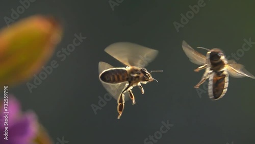 Funny bees confrontation in flight. Slow motion
