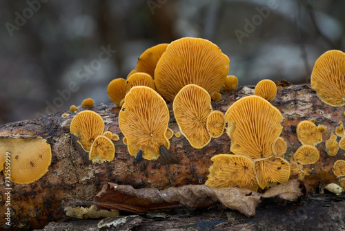 Inedible mushroom Phyllotopsis nidulans on the birch tree. Known as Stinking Orange Oyster or Mock Oyster Mushroom. Wild orange-yellow mushrooms in the birch forest.