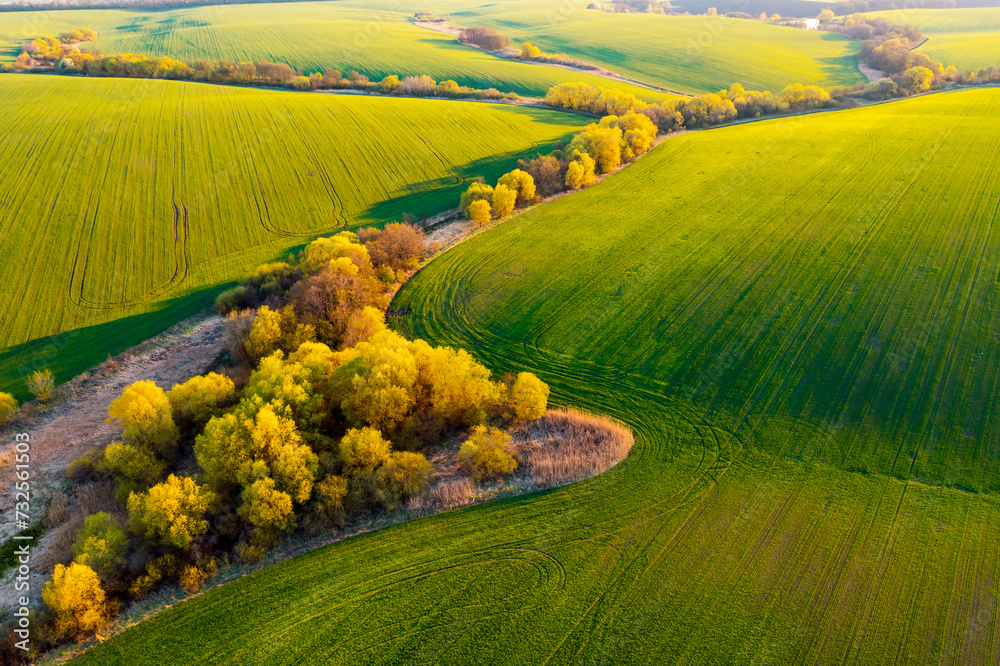 Naklejka premium Bird's eye view of agriculture area and green wavy fields in sunny day.