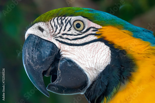 Closeup of a blue-and-yellow macaw (Ara ararauna), also known as the blue-and-gold macaw, Rurrenabaque, Beni, Bolivia