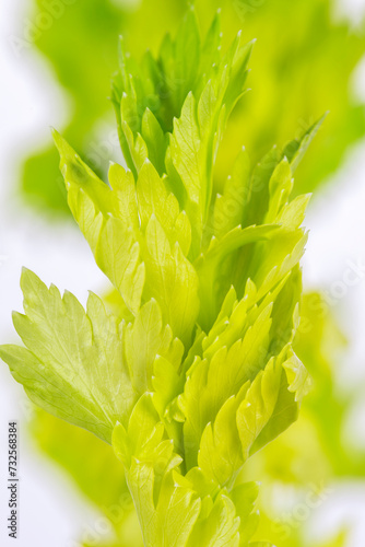Fresh Leaves of Celery Stalk