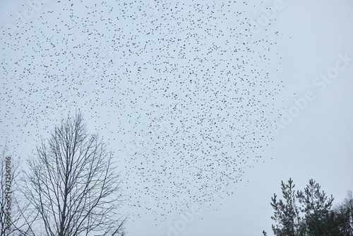 A very large number of birds in the sky. A large flock of birds