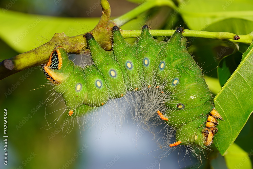 Fototapeta premium Green Imperial moth caterpillar Eacles Imperialis, family Saturniidae and subfamily Ceratocampinae. Larva in the fifth stage, Solimoes, Rio Tapajos, Para state, Brasil.