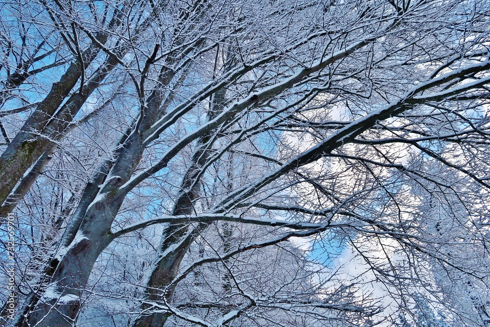 Obraz premium Verschneiter Wald
