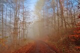 Herbstlicher Nebelwald
