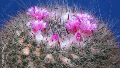 Mammillaria sp., close-up of a cactus blooming with pink flowers in spring photo