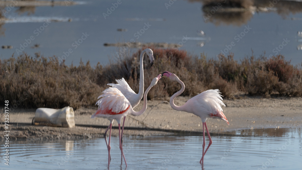 pink flamingos in their natural environment fighting for the supremacy of the group.