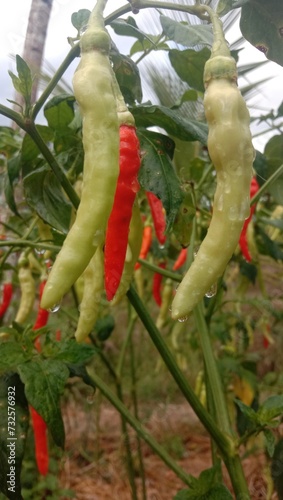 photo of fresh and fertile red chilies for the background