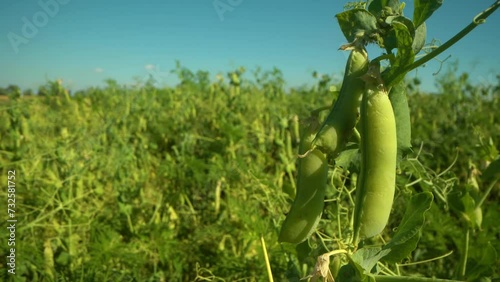 Fresh Green Peas Growing in the Garden. Harvesting young green peas. Summer in garden, fresh pea pods. Macro shot agriculture